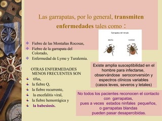 Las garrapatas, por lo general,  transmiten enfermedades  tales como  :   Fiebre de las Montañas Rocosas,  Fiebre de la garrapata del Colorado,  Enfermedad de Lyme y Turalemia.  OTRAS ENFERMEDADES MENOS FRECUENTES SON  tifus,  la fiebre Q,  la fiebre recurrente, la encefalitis viral,  la fiebre hemorrágica y la babesiosis.  Existe amplia susceptibilidad en el hombre para infectarse,  observándose  seroconversión y espectros clínicos variables (casos leves, severos y letales)   No todos los pacientes reconocen el contacto  con  garrapatas,  pues a veces  estados ninfales  pequeños,  o garrapatas blandas  pueden pasar desapercibidas. 