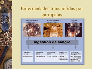 Enfermedades transmitidas por garrapatas 