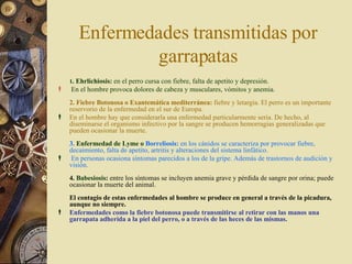 1 .  Ehrlichiosis :  en el perro cursa con fiebre, falta de apetito y depresión. En el hombre provoca dolores de cabeza y musculares, vómitos y anemia.  2. Fiebre Botonosa o Exantemática mediterránea:  fiebre y letargia. El perro es un importante reservorio de la enfermedad en el sur de Europa.  En el hombre hay que considerarla una enfermedad particularmente seria. De hecho, al diseminarse el organismo infectivo por la sangre se producen hemorragias generalizadas que pueden ocasionar la muerte.  3.  Enfermedad de  Lyme  o  Borreliosis :  en los cánidos se caracteriza por provocar fiebre, decaimiento, falta de apetito, artritis y alteraciones del sistema linfático. En personas ocasiona síntomas parecidos a los de la gripe. Además de trastornos de audición y visión.  4.  Babesiosis :  entre los síntomas se incluyen anemia grave y pérdida de sangre por orina; puede ocasionar la muerte del animal.  El contagio de estas enfermedades al hombre se produce en general a través de la picadura, aunque no siempre.  Enfermedades como la fiebre botonosa puede transmitirse al retirar con las manos una garrapata adherida a la piel del perro, o a través de las heces de las mismas.  Enfermedades transmitidas por garrapatas 