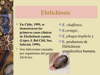 Ehrlichiosis   En Chile, 1999, se demostraron los primeros casos clínicos de Ehrlichiosis canina (López J, Bol Chil, Soc, Infectol, 1999),  Son infecciones causadas por organismos del genero  Ehrlichia.   E .  chaffensis. E.ewingii., E. phagocitophyla  y E. productora de Ehrlichiosis granulocitica humana.  