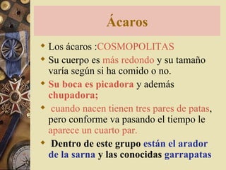 Ácaros Los ácaros : COSMOPOLITAS Su cuerpo es  más redondo  y su tamaño varía según si ha comido o no.  Su boca es picadora  y además  chupadora; cuando nacen tienen tres pares de patas , pero conforme va pasando el tiempo le  aparece un cuarto par. Dentro de este grupo  están el arador de la sarna  y las conocidas  garrapatas 