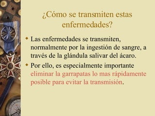 ¿Cómo se transmiten estas enfermedades? Las enfermedades se transmiten, normalmente por la ingestión de sangre, a través de la glándula salivar del ácaro.  Por ello, es especialmente importante  eliminar la garrapatas lo mas rápidamente posible para evitar la transmisión .  
