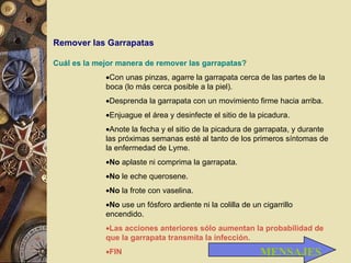 Remover las Garrapatas Cuál es la mejor manera de remover las garrapatas? Con unas pinzas, agarre la garrapata cerca de las partes de la boca (lo más cerca posible a la piel).  Desprenda la garrapata con un movimiento firme hacia arriba.  Enjuague el área y desinfecte el sitio de la picadura.  Anote la fecha y el sitio de la picadura de garrapata, y durante las próximas semanas esté al tanto de los primeros síntomas de la enfermedad de Lyme.  No  aplaste ni comprima la garrapata.  No  le eche querosene.  No  la frote con vaselina.  No  use un fósforo ardiente ni la colilla de un cigarrillo encendido.  Las acciones anteriores sólo aumentan la probabilidad de que la garrapata transmita la infección. FIN MENSAJES 