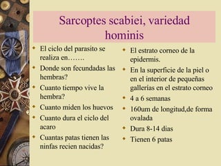 Sarcoptes scabiei, variedad hominis El ciclo del parasito se realiza en……. Donde son fecundadas las hembras? Cuanto tiempo vive la hembra? Cuanto miden los huevos Cuanto dura el ciclo del acaro Cuantas patas tienen las ninfas recien nacidas? El estrato corneo de la epidermis. En la superficie de la piel o en el interior de pequeñas gallerías en el estrato corneo 4 a 6 semanas 160um de longitud,de forma ovalada Dura 8-14 dias Tienen 6 patas 