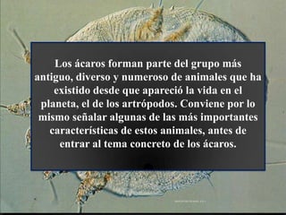Los ácaros forman parte del grupo más
antiguo, diverso y numeroso de animales que ha
existido desde que apareció la vida en el
planeta, el de los artrópodos. Conviene por lo
mismo señalar algunas de las más importantes
características de estos animales, antes de
entrar al tema concreto de los ácaros.
 