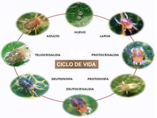 CICLO DE VIDA
 