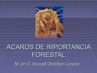 ACAROS DE IMPORTANCIA
     FORESTAL
  M. en C. Itzcoatl Ordóñez Lozano
 