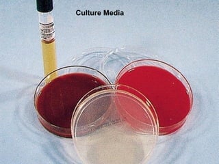 Culture Media
 