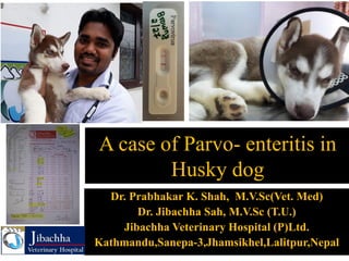 A case of Parvo- enteritis in
Husky dog
Dr. Prabhakar K. Shah, M.V.Sc(Vet. Med)
Dr. Jibachha Sah, M.V.Sc (T.U.)
Jibachha Veterinary Hospital (P)Ltd.
Kathmandu,Sanepa-3,Jhamsikhel,Lalitpur,Nepal
 