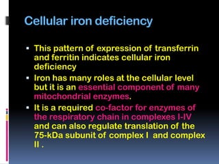 Cellular iron deficiency

 This pattern of expression of transferrin
  and ferritin indicates cellular iron
  deficiency
 Iron has many roles at the cellular level
  but it is an essential component of many
  mitochondrial enzymes.
 It is a required co-factor for enzymes of
  the respiratory chain in complexes I-IV
  and can also regulate translation of the
  75-kDa subunit of complex I and complex
 II .
 