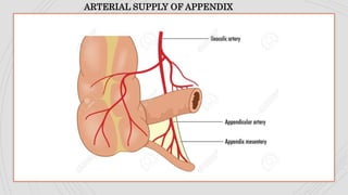 ARTERIAL SUPPLY OF APPENDIX
 