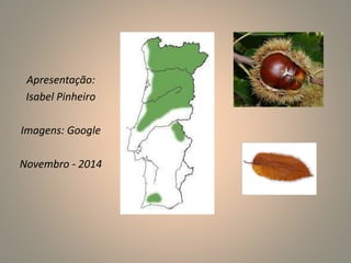 Apresentação: 
Isabel Pinheiro 
Imagens: Google 
Novembro - 2014 
