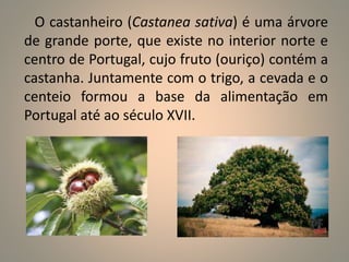 O castanheiro (Castanea sativa) é uma árvore 
de grande porte, que existe no interior norte e 
centro de Portugal, cujo fruto (ouriço) contém a 
castanha. Juntamente com o trigo, a cevada e o 
centeio formou a base da alimentação em 
Portugal até ao século XVII. 
 