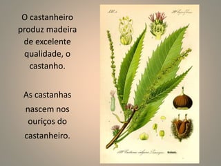 O castanheiro 
produz madeira 
de excelente 
qualidade, o 
castanho. 
As castanhas 
nascem nos 
ouriços do 
castanheiro. 
 