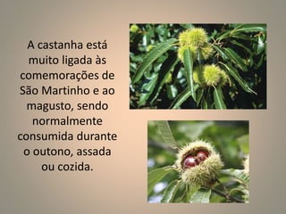 A castanha está 
muito ligada às 
comemorações de 
São Martinho e ao 
magusto, sendo 
normalmente 
consumida durante 
o outono, assada 
ou cozida. 
 
