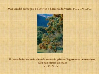 Mas um dia começou a ouvir-seo barulho do vento: V …V …V …V …
O castanheironomeiodaquelaventaniagritava:Segurem-sebemouriços,
para nãocairemao chão!
V …V …V…V …
 