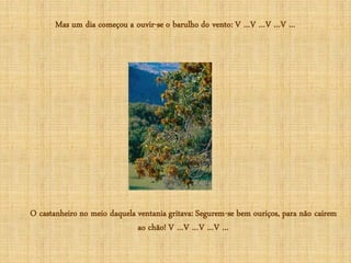 Mas um dia começou a ouvir-se o barulho do vento: V …V …V …V …




O castanheiro no meio daquela ventania gritava: Segurem-se bem ouriços, para não cairem
                              ao chão! V …V …V …V …
 