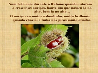 Num belo ano, durante o Outono, quando estavam
  a crescer os ouriços, houve um que nasceu lá no
                alto, bem lá no alto…
 O ouriço era muito redondinho, muito brilhante
  quando chovia, e tinha uns picos muito afiados.
 