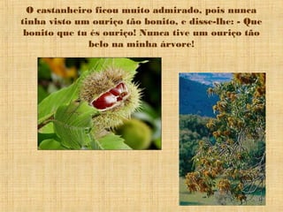 O castanheiro ficou muito admirado, pois nunca
tinha visto um ouriço tão bonito, e disse-lhe: - Que
 bonito que tu és ouriço! Nunca tive um ouriço tão
              belo na minha árvore!
 