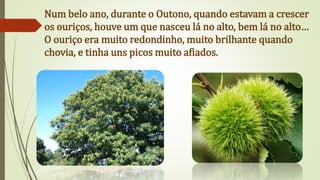 Num belo ano, durante o Outono, quando estavam a crescer
os ouriços, houve um que nasceu lá no alto, bem lá no alto…
O ouriço era muito redondinho, muito brilhante quando
chovia, e tinha uns picos muito afiados.
 