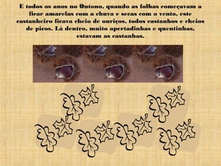E todos os anos no Outono, quando as folhas começavam a
ficar amarelas com a chuva e secas com o vento, este
castanheiro ficava cheio de ouriços, todos castanhos e cheios
de picos. Lá dentro, muito apertadinhas e quentinhas,
estavam as castanhas.
 
