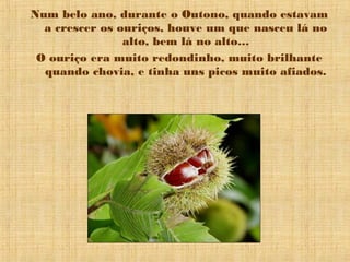 Num belo ano, durante o Outono, quando estavam
a crescer os ouriços, houve um que nasceu lá no
alto, bem lá no alto…
O ouriço era muito redondinho, muito brilhante
quando chovia, e tinha uns picos muito afiados.
 
