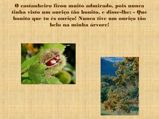 O castanheiro ficou muito admirado, pois nunca
tinha visto um ouriço tão bonito, e disse-lhe: - Que
bonito que tu és ouriço! Nunca tive um ouriço tão
belo na minha árvore!
 