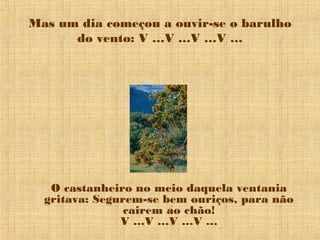 Mas um dia começou a ouvir-se o barulho
do vento: V …V …V …V …
O castanheiro no meio daquela ventania
gritava: Segurem-se bem ouriços, para não
cairem ao chão!
V …V …V …V …
 