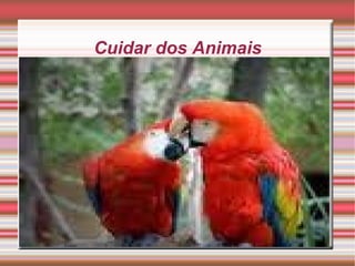 Cuidar dos Animais Explique os passos que precisam ser tomados agora 
