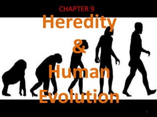 Human Evolution The branch of biology which deals with heredity and ...