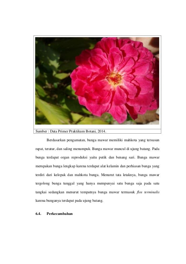 Contoh Teks Laporan Hasil Observasi Tentang Bunga Mawar Beserta Strukturnya Kumpulan Contoh Laporan