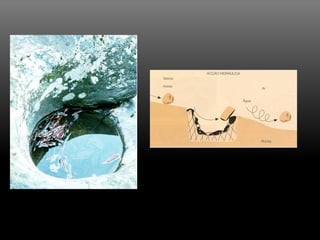 Accao Geologica De Um Rio