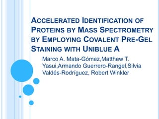 ACCELERATED IDENTIFICATION OF
PROTEINS BY MASS SPECTROMETRY
BY EMPLOYING COVALENT PRE-GEL
STAINING WITH UNIBLUE A
Marco A. Mata-Gómez,Matthew T.
Yasui,Armando Guerrero-Rangel,Silvia
Valdés-Rodríguez, Robert Winkler
 
