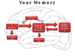 Your Memory Sensory  Memory Forgotten Transferred Rehearsed Long-Term  Memory Short-Term Memory Transferred Retrieved Forgotten 