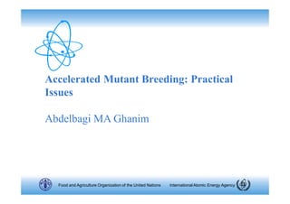 International Atomic Energy Agency
Food and Agriculture Organization of the United Nations
Accelerated Mutant Breeding: Practical
Issues
Abdelbagi MA Ghanim
 