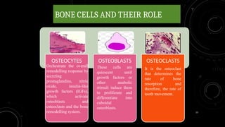 13
BONE CELLS AND THEIR ROLE
OSTEOCYTES OSTEOBLASTS OSTEOCLASTS
Orchestrate the overall
remodelling response by
secreting
prostaglandins, nitric
oxide, insulin-like
growth factors (IGFs),
which activate
osteoblasts and
osteoclasts and the bone
remodelling system.
These cells are
quiescent until
growth factors or
other anabolic
stimuli induce them
to proliferate and
differentiate into
cuboidal
osteoblasts.
It is the osteoclast
that determines the
rate of bone
resorption and
therefore, the rate of
tooth movement.
 