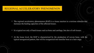 95
REGIONAL ACCELERATORY PHENOMENON
• The regional acceleratory phenomenon (RAP) is a tissue reaction to a noxious stimulus that
increases the healing capacities of the affected tissues.
• It is typical not only of hard tissues such as bone and cartilage, but also of soft tissues.
• At the tissue level, the RAP is characterized by the production of woven bone, with the
typical unorganized pattern, that will be reorganized into lamellar bone at a later stage.
 
