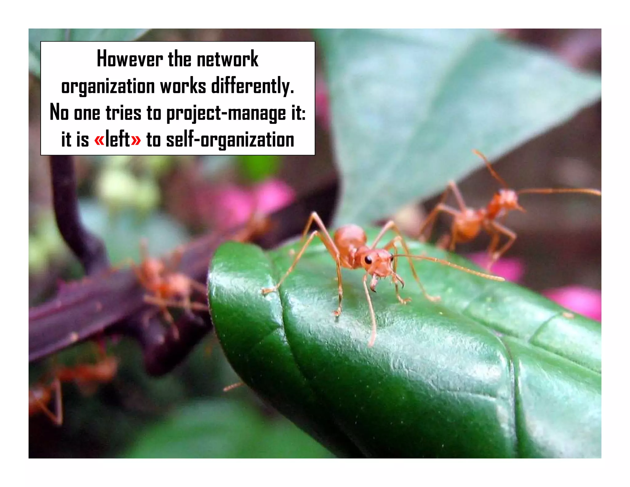 However the network
organization works differently.
No one tries to project-manage it:
it is «left» to self-organization
 