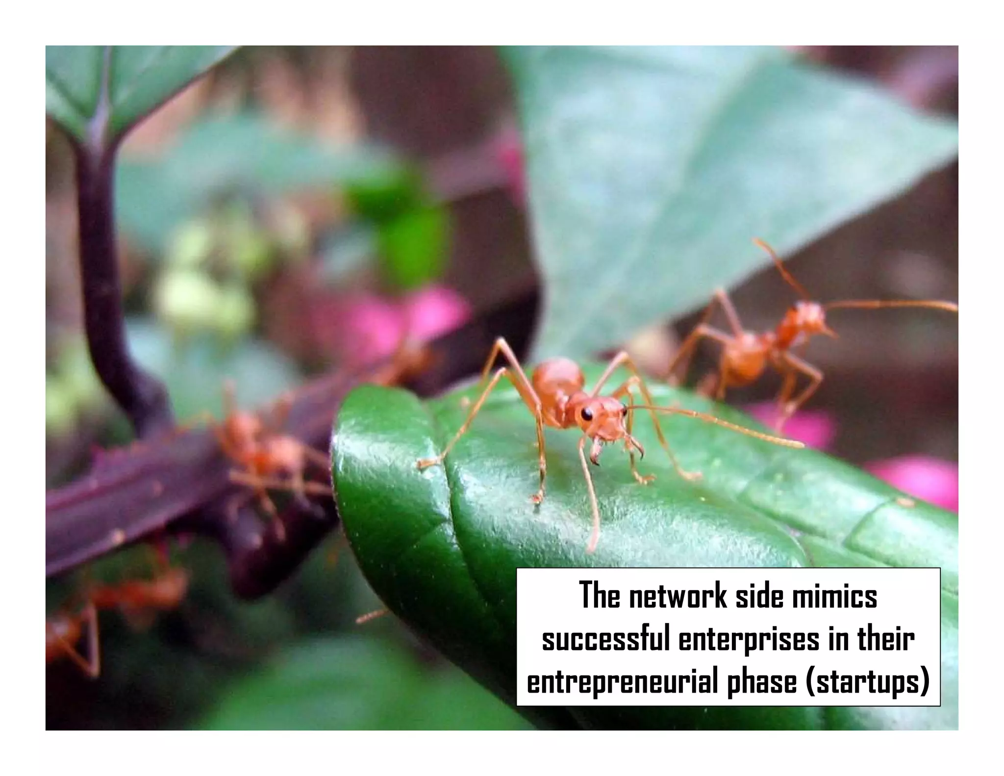 The network side mimics
successful enterprises in their
entrepreneurial phase (startups)
 