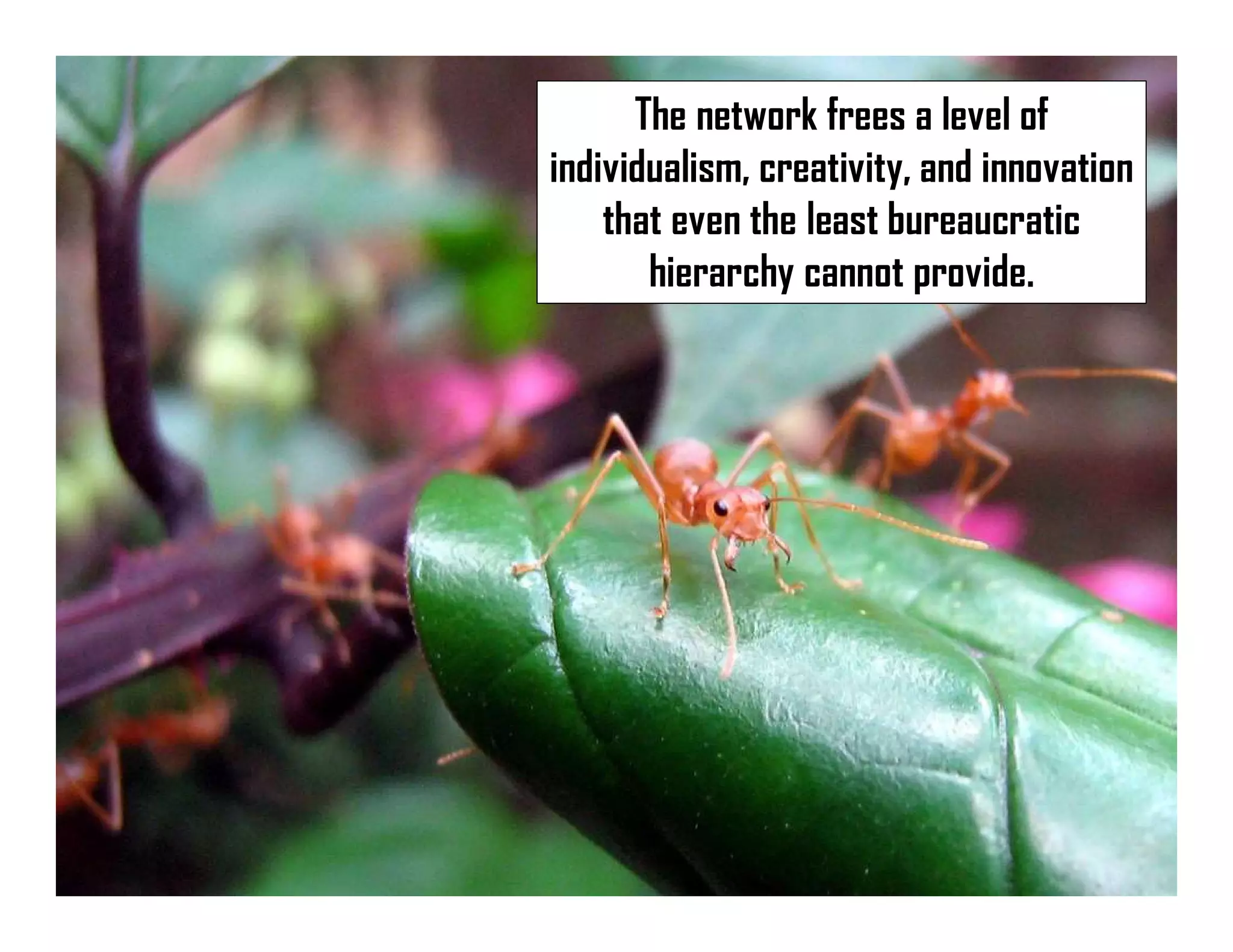 The network frees a level of
individualism, creativity, and innovation
that even the least bureaucratic
hierarchy cannot provide.
 