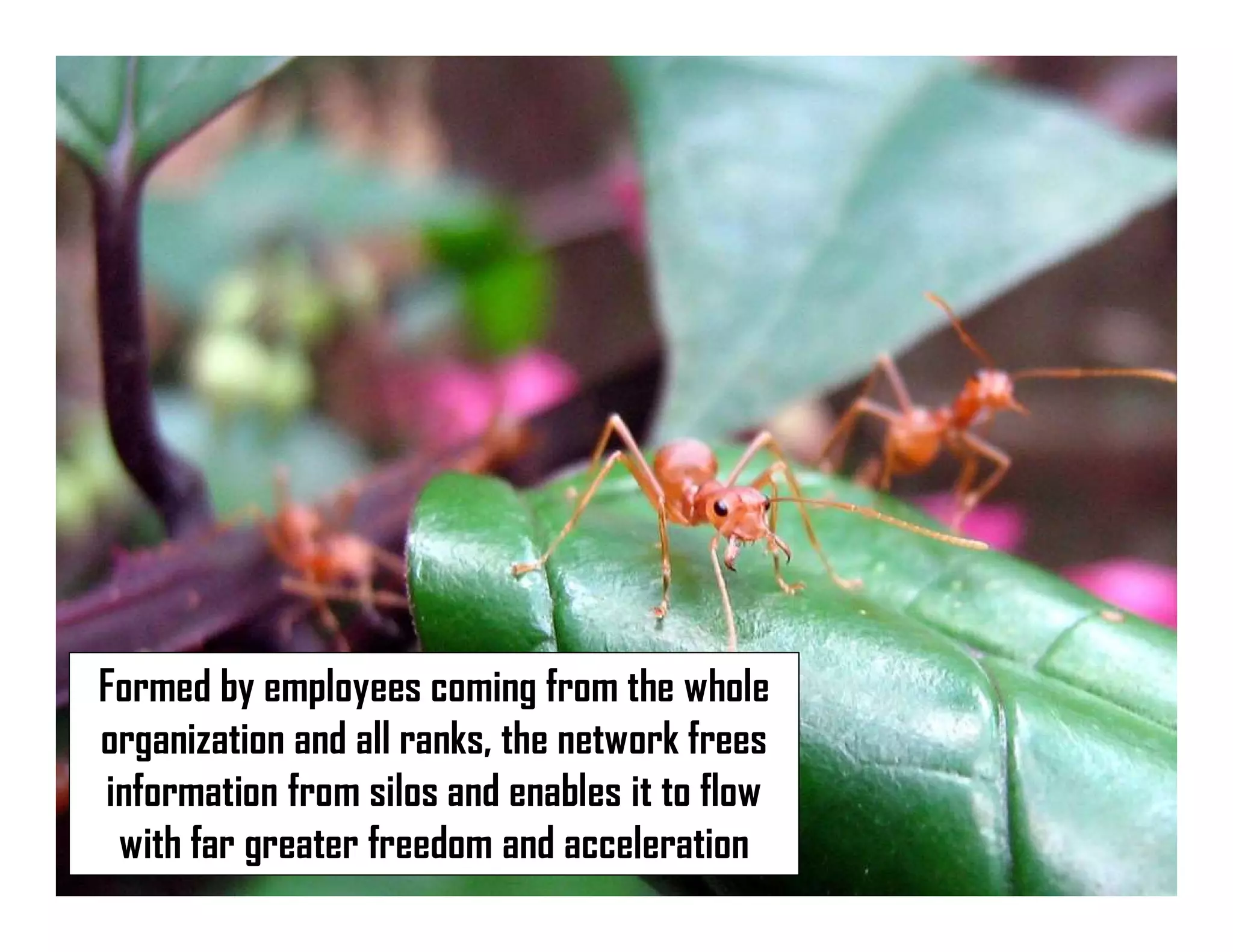 Formed by employees coming from the whole
organization and all ranks, the network frees
information from silos and enables it to flow
with far greater freedom and acceleration
 