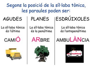 Segons la posició de la síl·laba tònica,
          les paraules poden ser:
 AGUDES               PLANES              ESDRÚIXOLES
La síl·laba tònica   La síl·laba tònica     La síl·laba tònica
   és l’última        és la penúltima      és l’antepenúltima


  CAMIÓ               ARBRE               AMBULÀNCIA
 