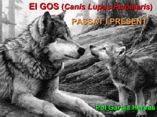 El GOS  ( Canis Lupus Familiaris ) Pol García Hervás PASSAT I PRESENT 