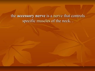 thethe accessory nerveaccessory nerve is ais a nervenerve that controlsthat controls
specificspecific musclesmuscles of the neck.of the neck. ..
 