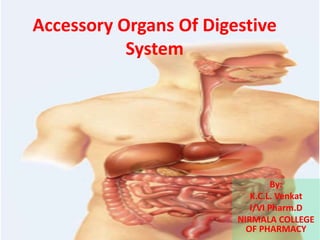 Accessory Organs Of Digestive
System
By:
K.C.L. Venkat
I/VI Pharm.D
NIRMALA COLLEGE
OF PHARMACY
 