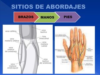 BRAZOS MANOS PIES
 