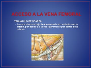 • TRIÁNGULO DE SCARPA:
• La vena discurre bajo la aponeurosis en contacto con la
arteria, por dentro y a veces ligeramente por detrás de la
misma.
 