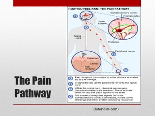 The Pain
Pathway
(tutorvista.com)
 