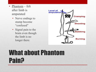 What about Phantom
Pain?
• Phantom – felt
after limb is
amputated
• Nerve endings to
stump become
“confused”
• Signal pain to the
brain even though
the limb is no
longer there.
 