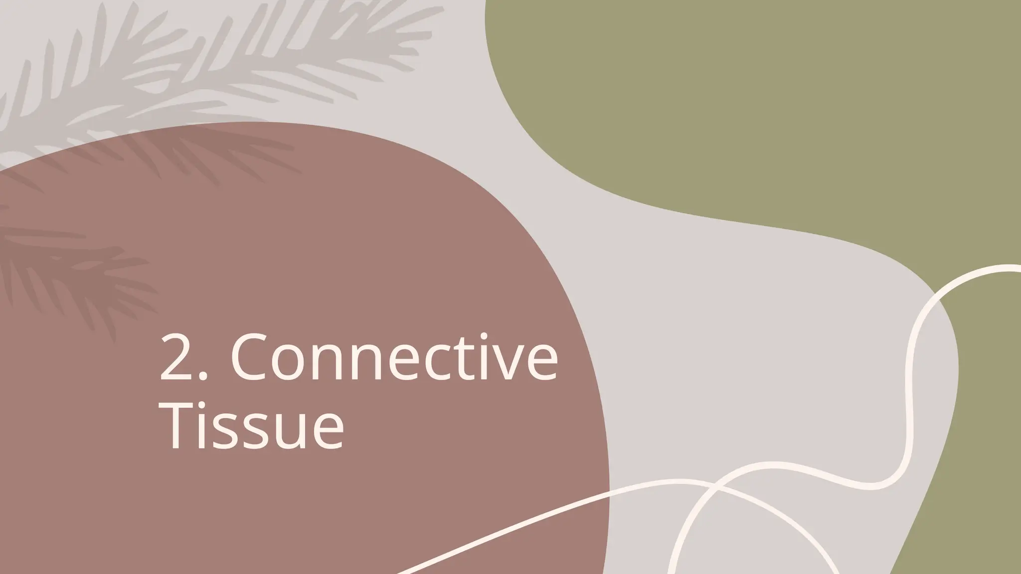 2. Connective
Tissue
 